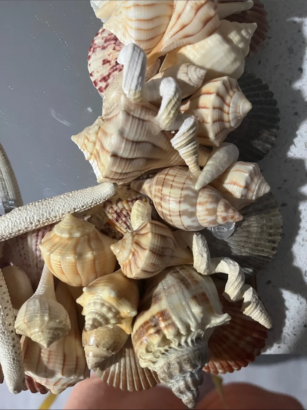 Handmade Coastal Seashell “Charli’ Starfish Wall Mirror - Natural Beige Shells